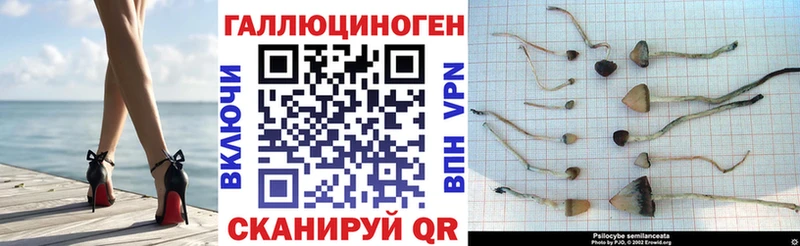магазин продажи наркотиков  Константиновск  Галлюциногенные грибы мицелий 